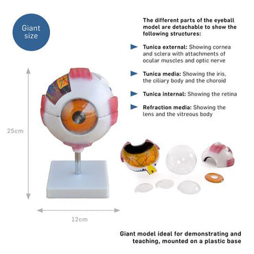 Eye Model