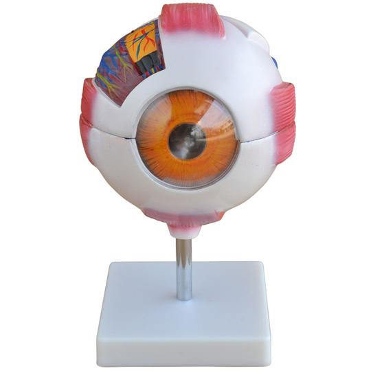 Eyeball