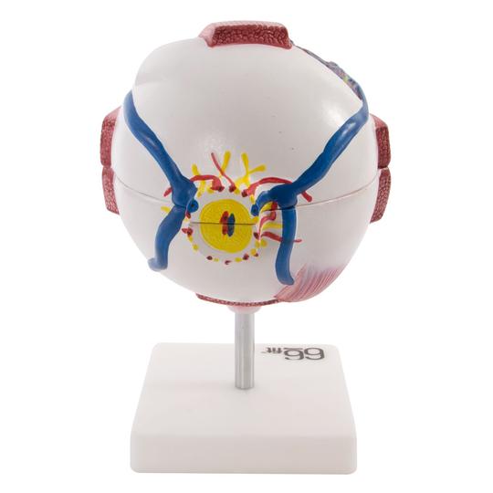 Giant Eye Model