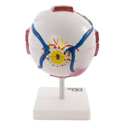 Giant Eye Model