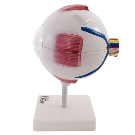 Human Eye Model