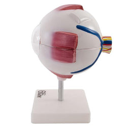 Human Eye Model