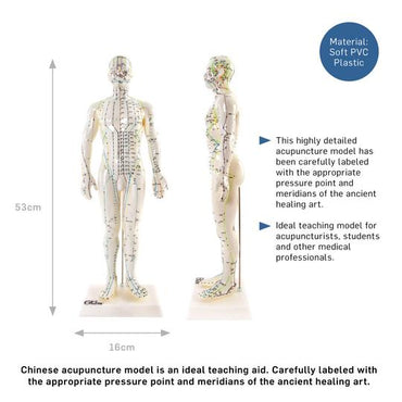 Acupuncture Model
