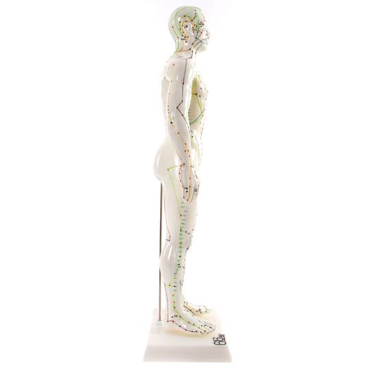 Male Acupuncture Points