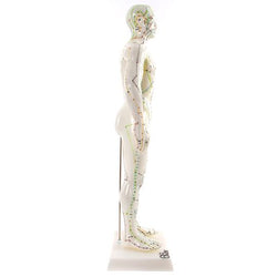 Male Acupuncture Points