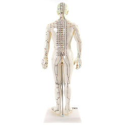 Back of Acupuncture Model