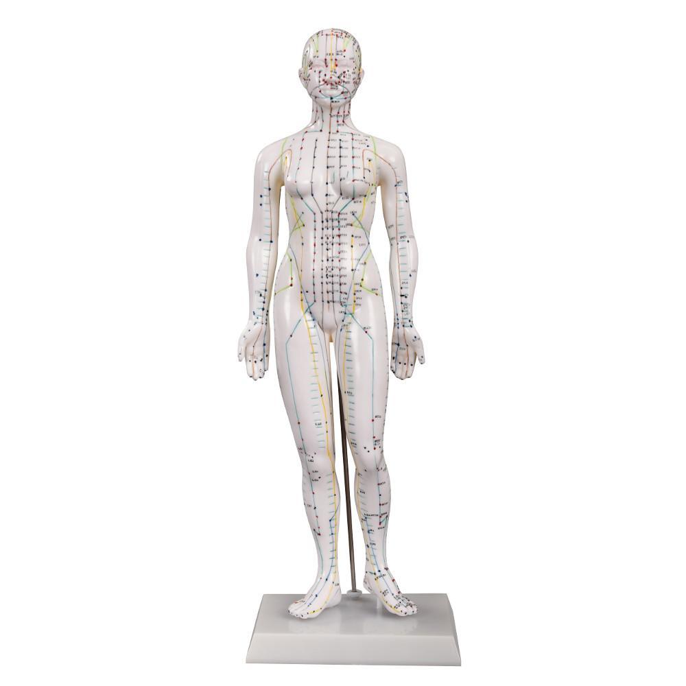 Female Acupuncture Model front