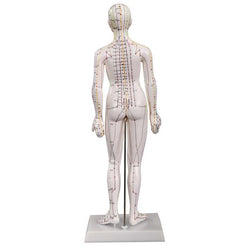 Back of female acupuncture model