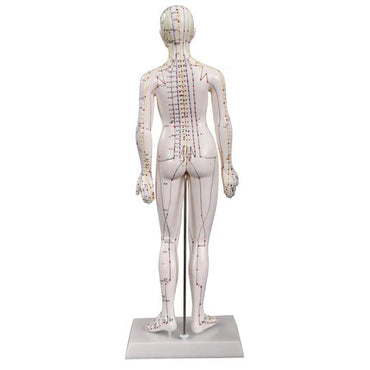 Back of female acupuncture model