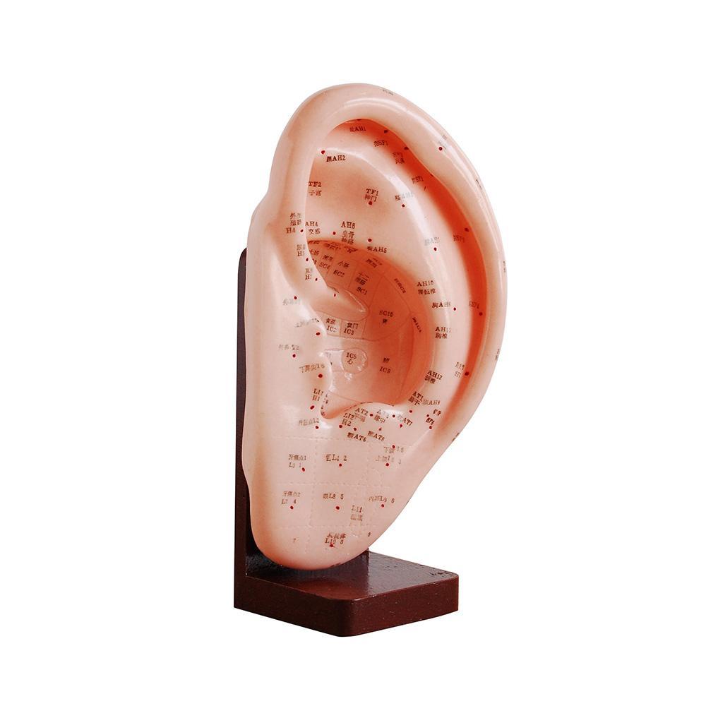 Ear Acupuncture