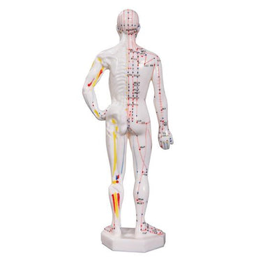 Back of Acupuncture male model