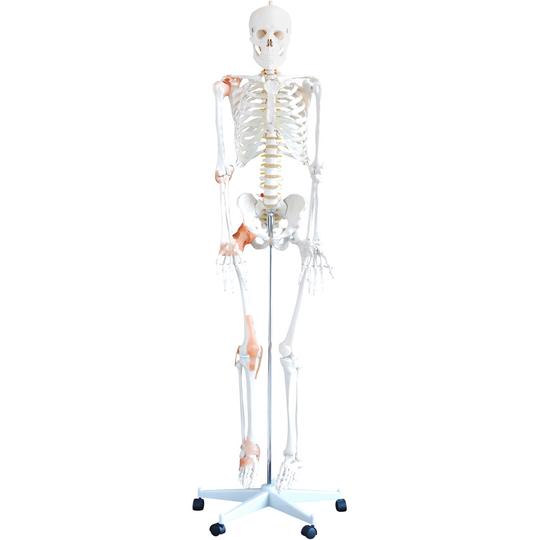 Human Skeleton with Ligaments