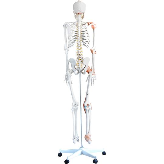 Skeleton with Ligaments