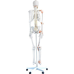 Skeleton with Ligaments