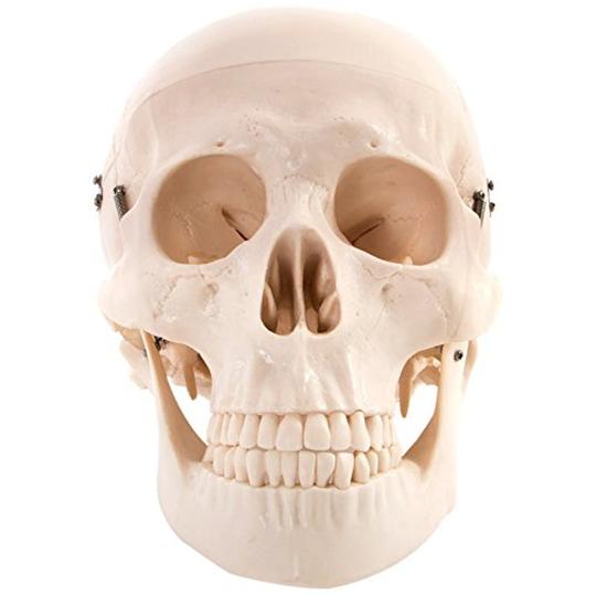 Life Size Skull
