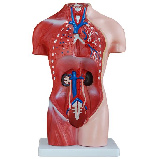Female Torso