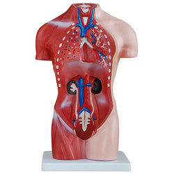Female Torso