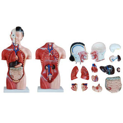 All parts of the torso model