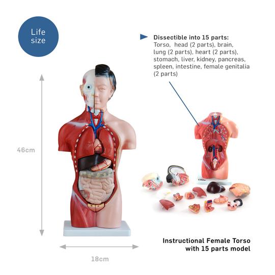 Description of Torso Model