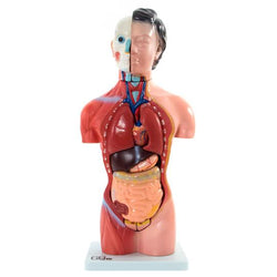 Female Torso Anatomical Model