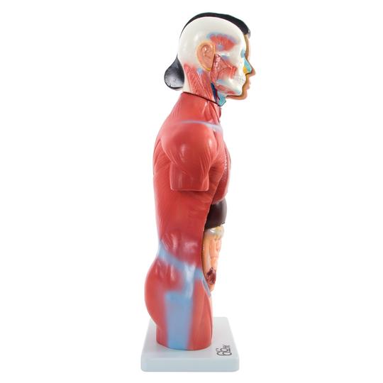 Female Anatomical Model