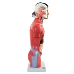 Female Anatomical Model