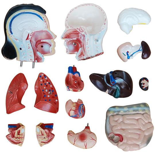 Parts of the Torso Model