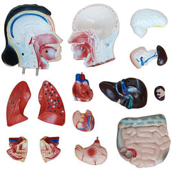 Parts of the Torso Model