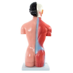 Back of Torso Model