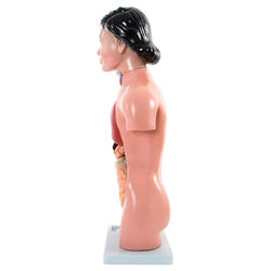 15 part Torso Model