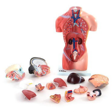 Torso Model