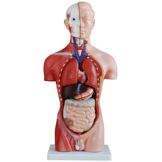 42cm Male Torso