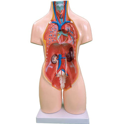 55CM Unisex Torso 20 Parts