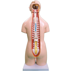 55CM Unisex Torso 20 Parts