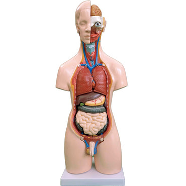 55CM Unisex Torso 20 Parts