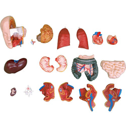 55CM Unisex Torso 20 Parts