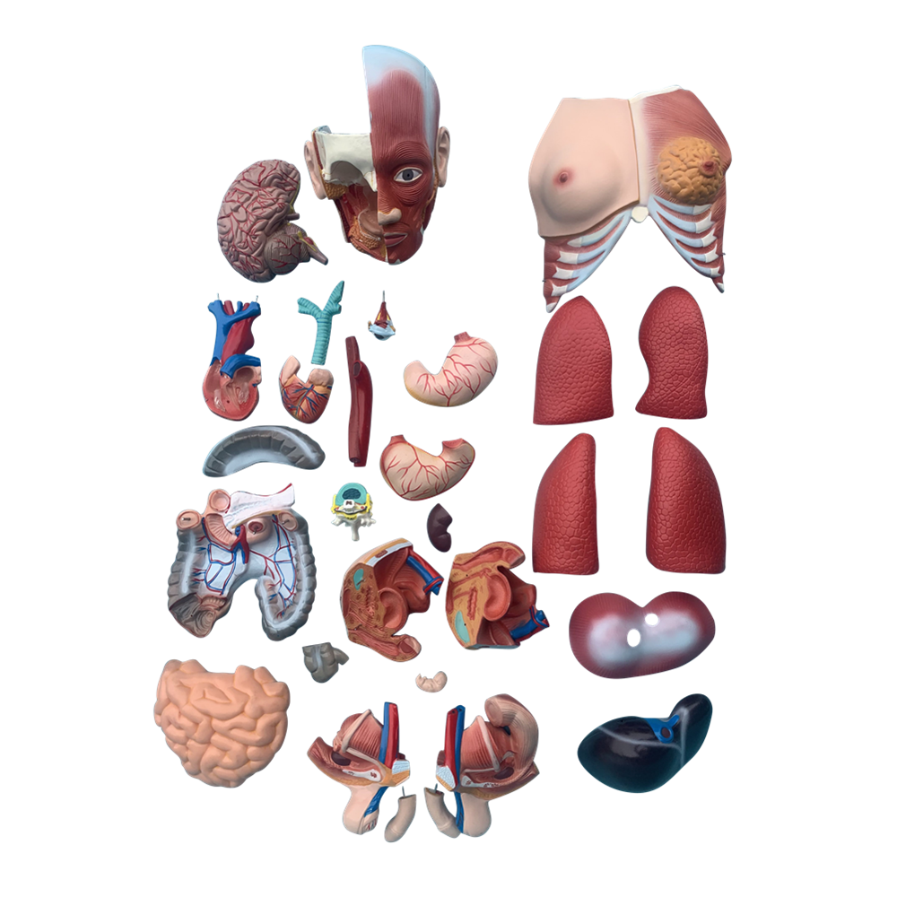 85CM Unisex Muscle Torso 30 Parts