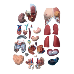 85CM Unisex Muscle Torso 30 Parts
