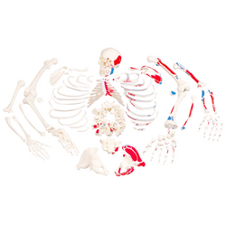 Disarticulated Skeleton and Skull with Painted Muscles