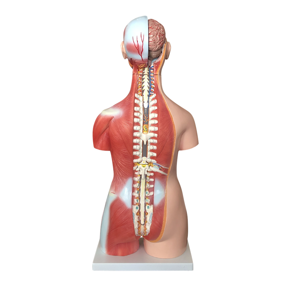 85CM Unisex Muscle Torso 30 Parts