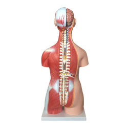 85CM Unisex Muscle Torso 30 Parts