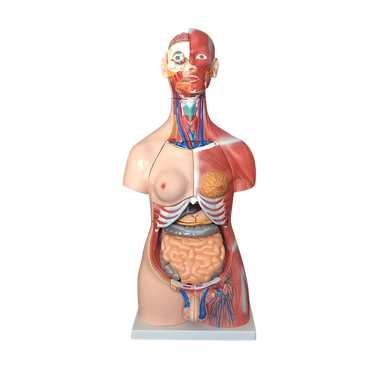 85CM Unisex Muscle Torso 30 Parts
