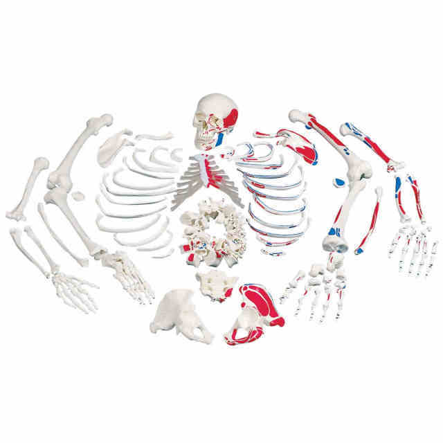 Disarticulated Skeleton and Skull with Painted Muscles