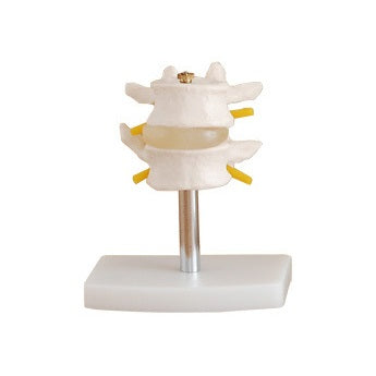 Anatomical Lumbar Set (2 pcs)