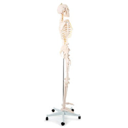 Skeleton on Stand