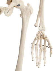 Hand and Hip of Skeleton