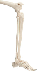Leg of Skeleton