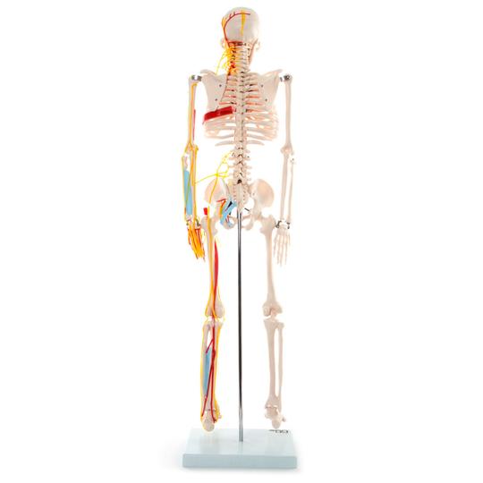 Back of 66Fit Skeleton