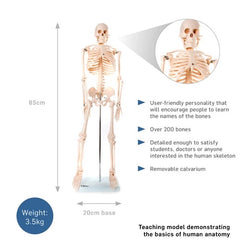 Medium Human Skeleton