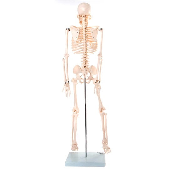 Back of Skeleton